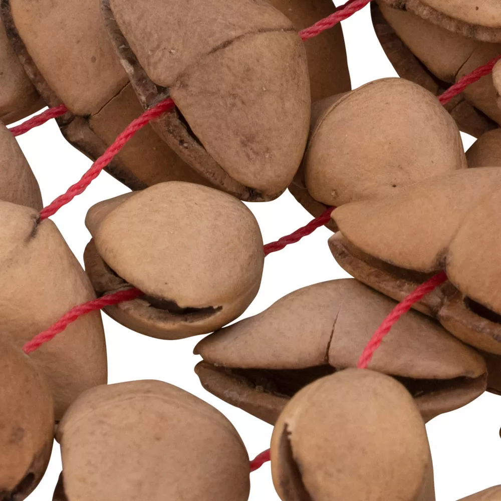 Pearl Kenari 霹靂果手搖鈴 Kenari Nut Shaker